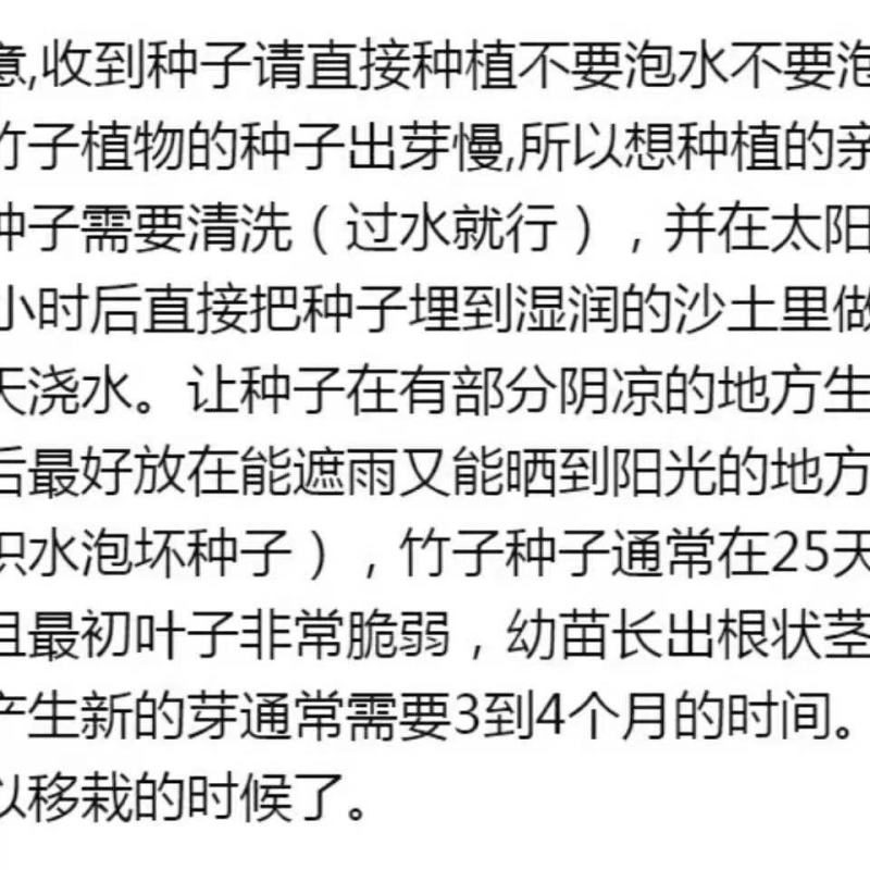 大型毛竹种子易播一次种植终身产笋出笋高个头大南北毛竹