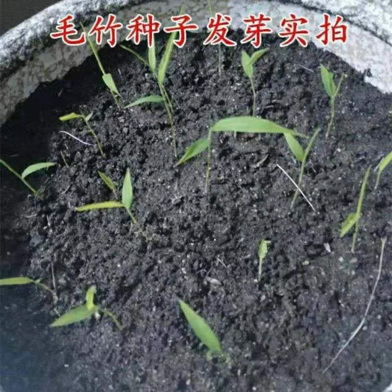 大型毛竹种子易播一次种植终身产笋出笋高个头大南北毛竹