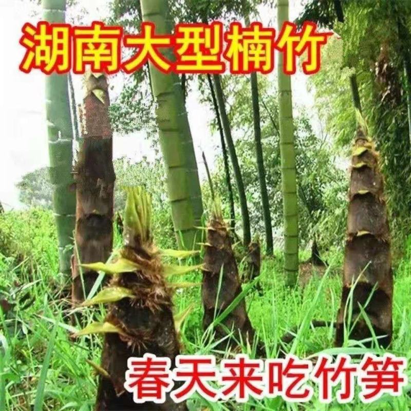 大型毛竹种子易播一次种植终身产笋出笋高个头大南北毛竹
