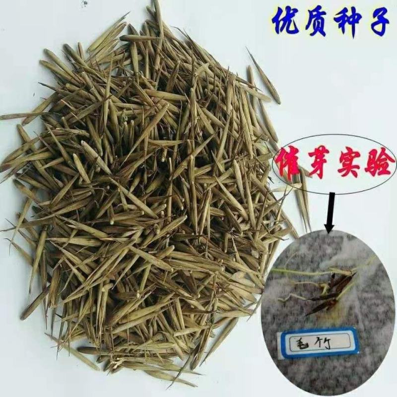 大型毛竹种子易播一次种植终身产笋出笋高个头大南北毛竹