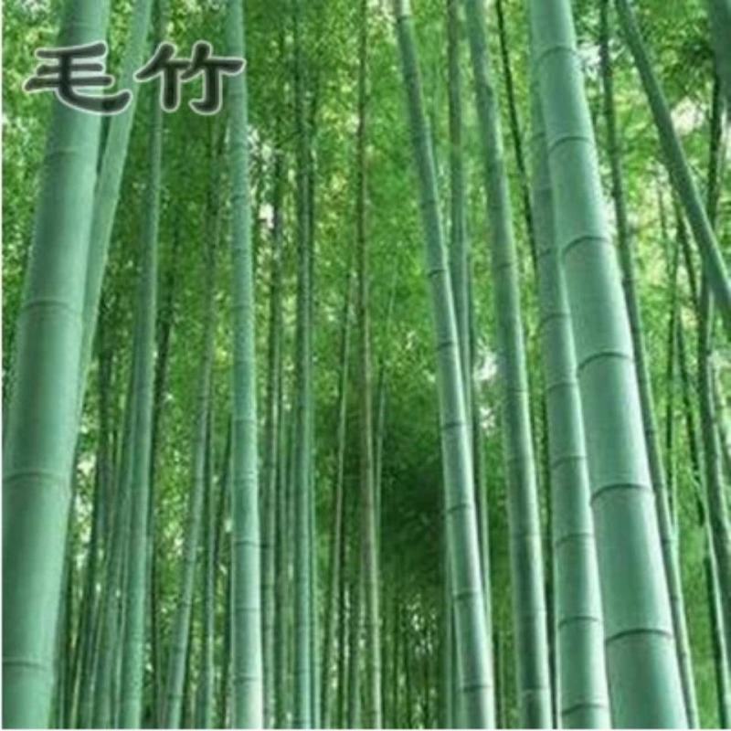 大型毛竹种子易播一次种植终身产笋出笋高个头大南北毛竹