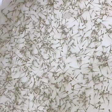 草鱼苗水花/草鱼水花/技术指导跟进/量大优惠基地直发