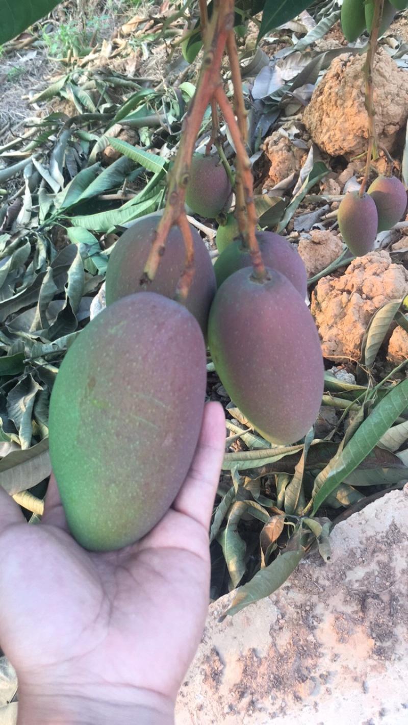 广西芒果贵妃芒正大量上市量大从优欢迎各位老板咨询对接