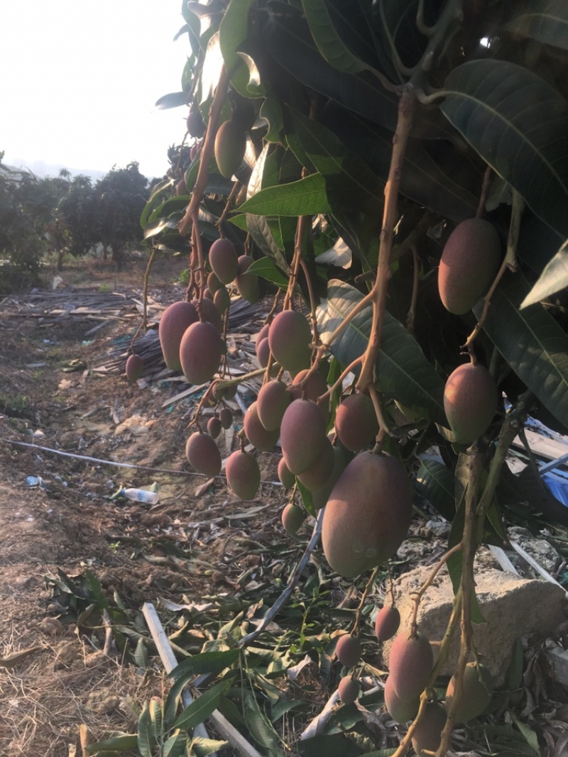 广西芒果贵妃芒正大量上市量大从优欢迎各位老板咨询对接