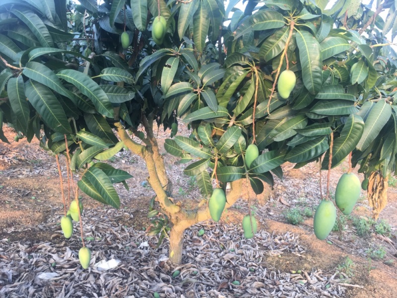 广西芒果贵妃芒正大量上市量大从优欢迎各位老板咨询对接