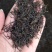 明前茶正山小种红茶武夷山新茶花香足耐泡500g