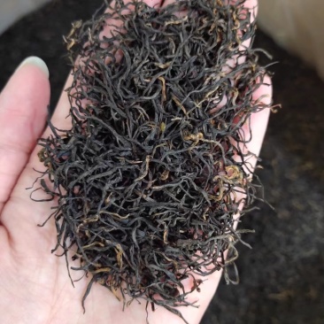明前茶正山小种红茶武夷山新茶花香足耐泡500g
