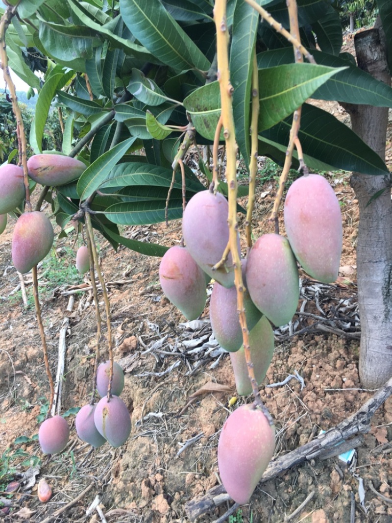 广西贵妃芒，金黄芒，台农月底大量上市，