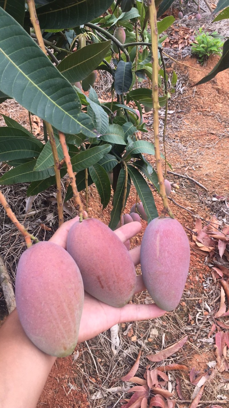 广西贵妃芒，金黄芒，台农月底大量上市，