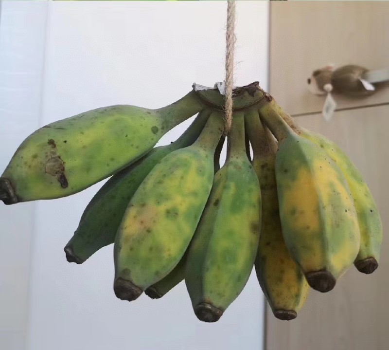新鲜水果苹果蕉软糯香甜一件代发多种规格