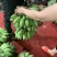 新鲜水果苹果蕉软糯香甜一件代发多种规格