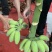 新鲜水果苹果蕉软糯香甜一件代发多种规格