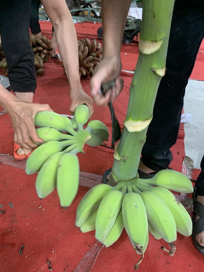 新鲜水果苹果蕉软糯香甜一件代发多种规格