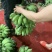 新鲜水果苹果蕉软糯香甜一件代发多种规格