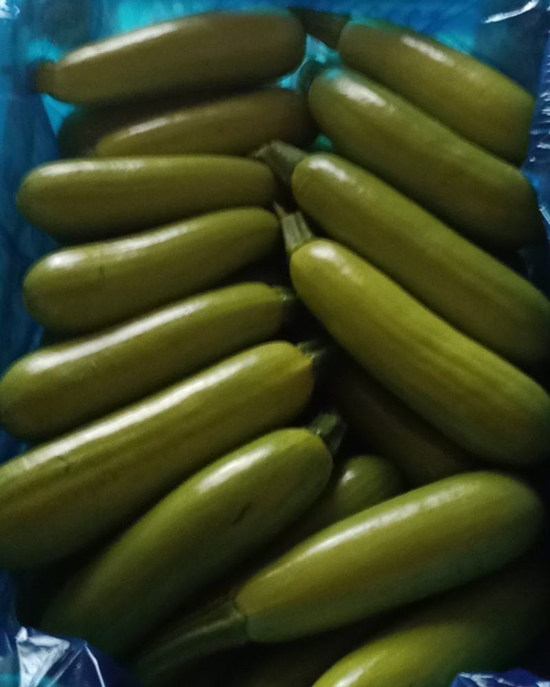 绿宝西葫芦6两到1斤的质量好数量大有须要的马上联系吧。