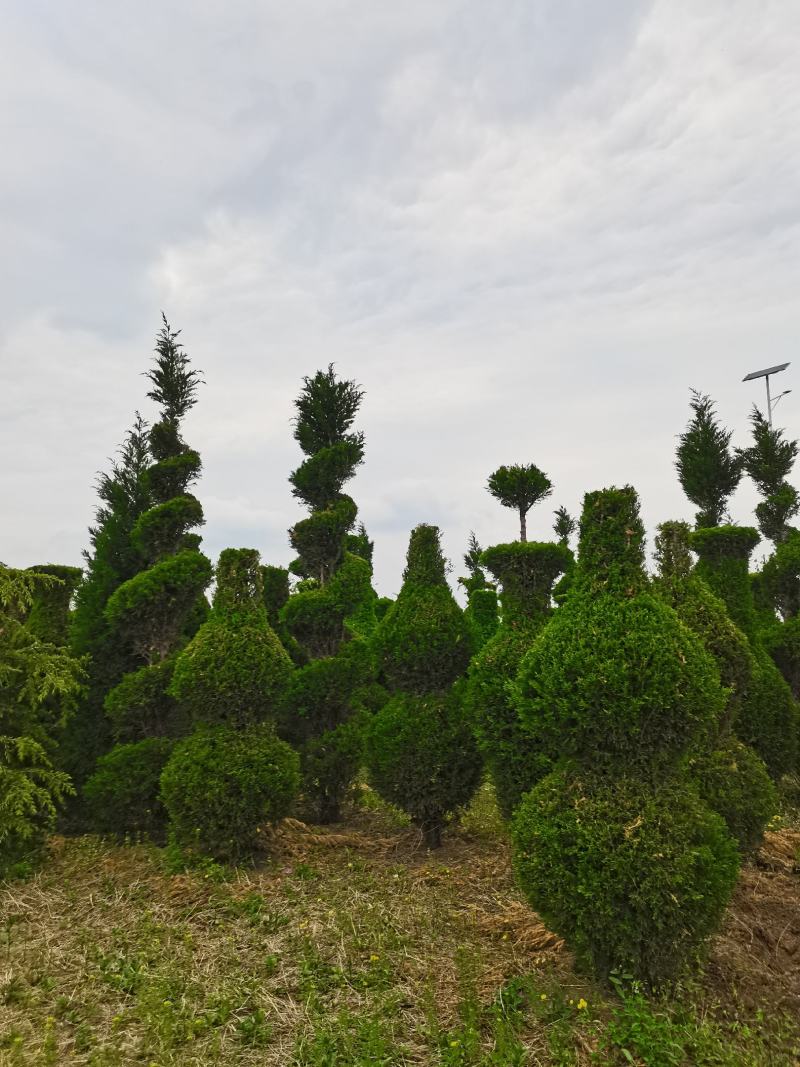 蜀桧，造型蜀桧，公园绿化，小区绿化，道路绿化，一手货源