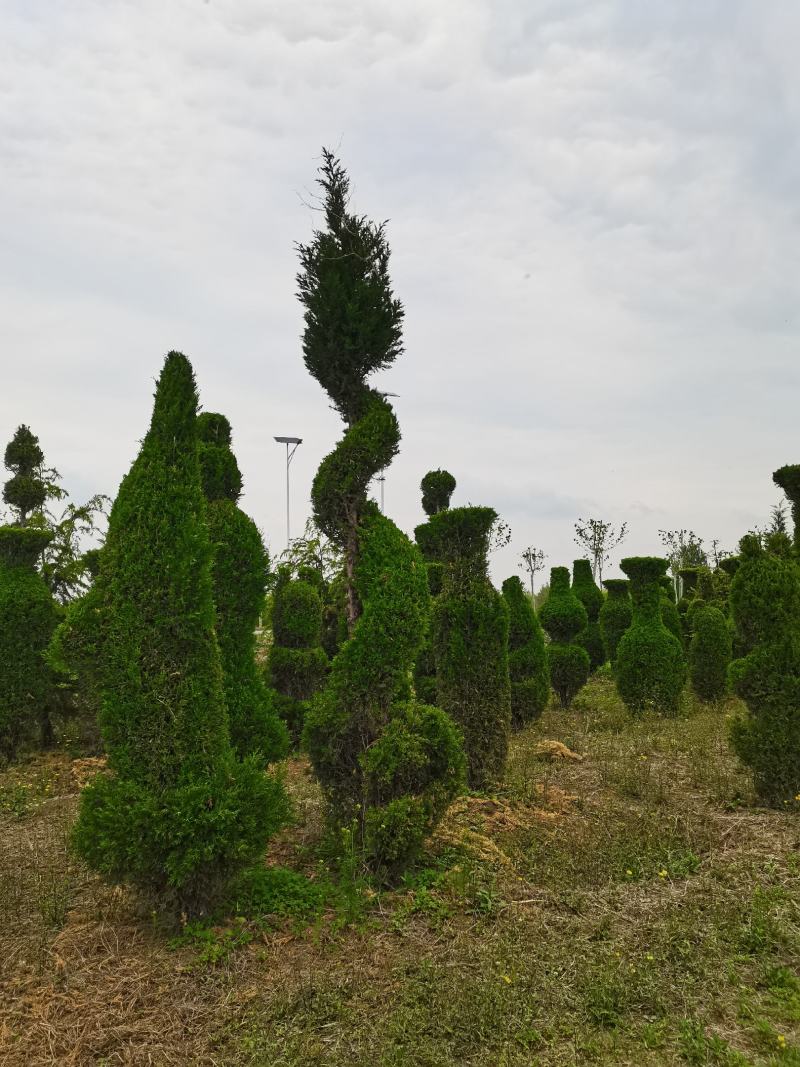 蜀桧，造型蜀桧，公园绿化，小区绿化，道路绿化，一手货源