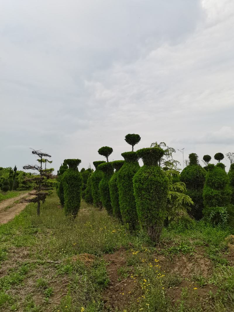 蜀桧，造型蜀桧，公园绿化，小区绿化，道路绿化，一手货源