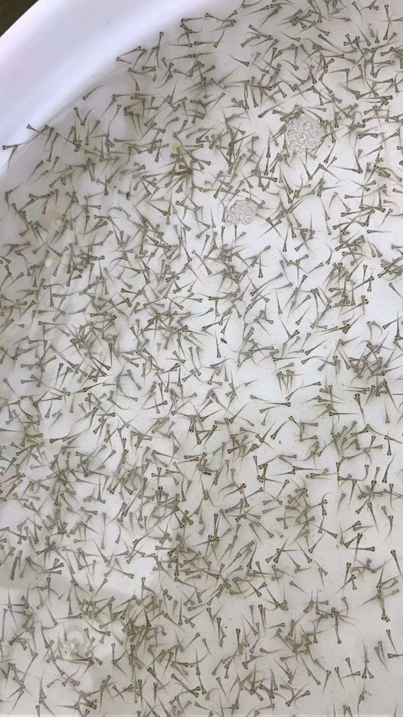 鲤鱼水花鲤鱼苗水花全程技术指导量大从优一手货源基地直发