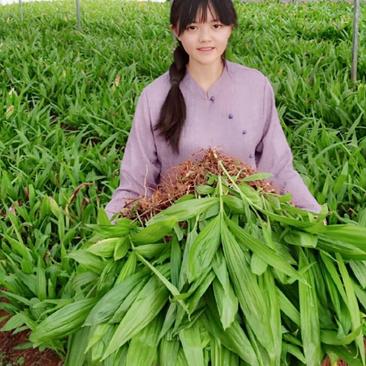 紫花三叉白芨苗#组培驯化苗/3年大苗/高产量宽叶大白芨