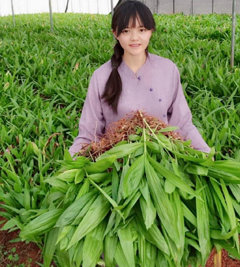 紫花三叉白芨苗#组培驯化苗/3年大苗/高产量宽叶大白芨