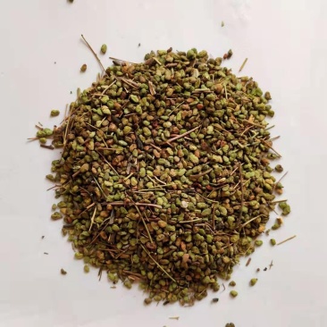 黄栌树籽红叶黄栌种子林木种子观叶风景荒山园林