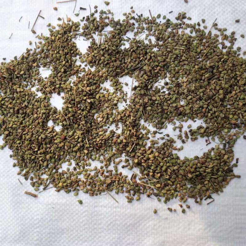 黄栌树籽红叶黄栌种子林木种子观叶风景荒山园林