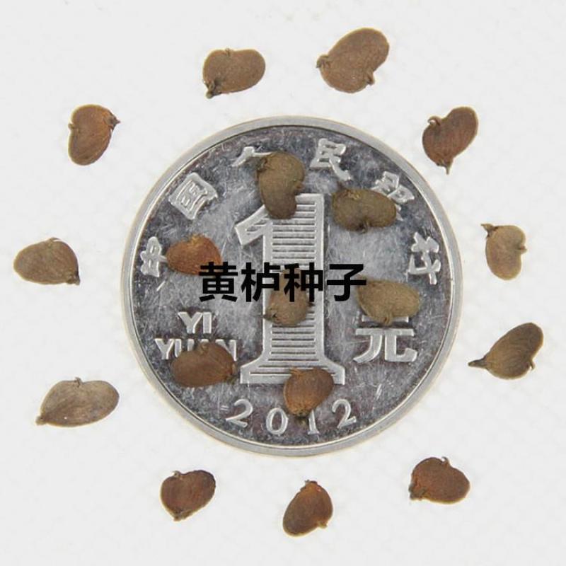 黄栌树籽红叶黄栌种子林木种子观叶风景荒山园林