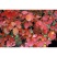 黄栌树籽红叶黄栌种子林木种子观叶风景荒山园林