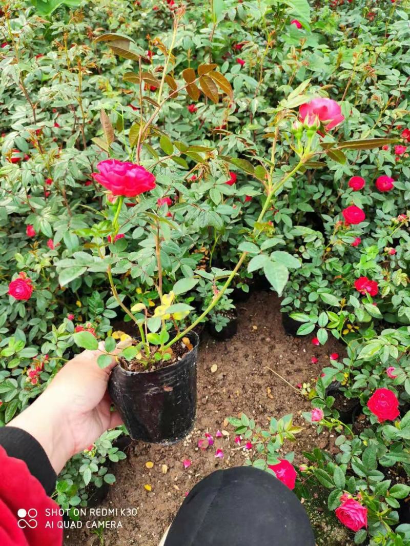 木香花苗红木香四季常青，白木香庭院爬藤植物盆栽红黄白