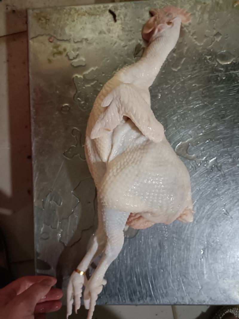 新鲜屠宰光清远鸡（白切、清蒸、红烧）