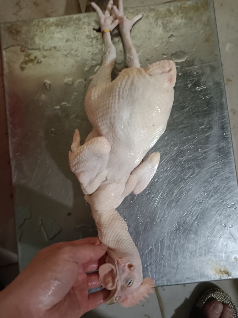 新鲜屠宰光清远鸡（白切、清蒸、红烧）