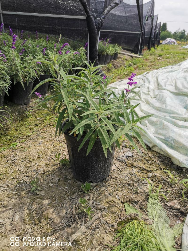 墨西哥鼠尾草