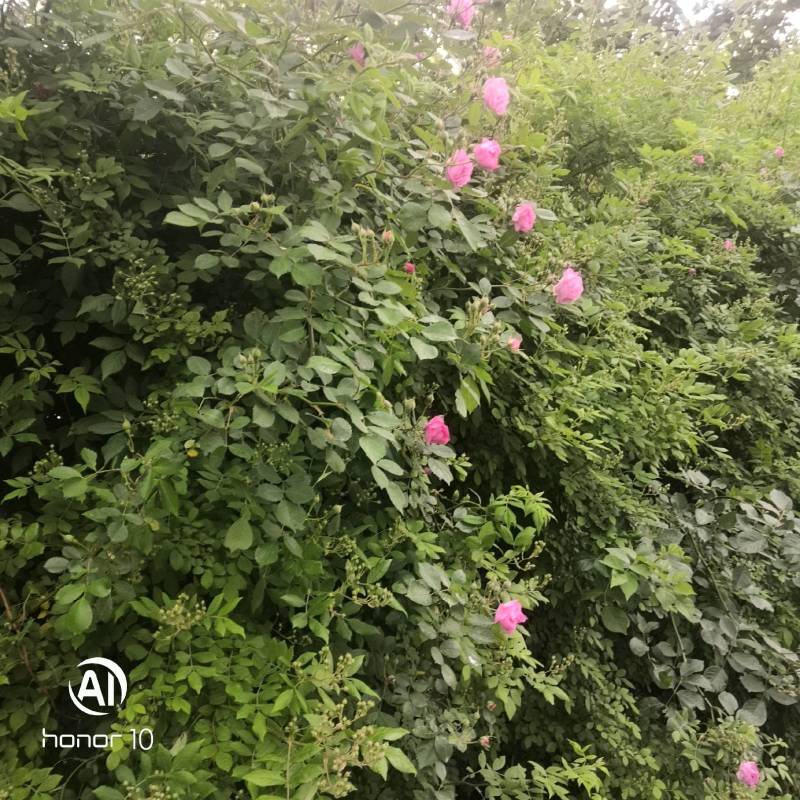 蔷薇花价格，泰安蔷薇花基地，蔷薇花苗批发视频看货