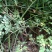 蔷薇花价格，泰安蔷薇花基地，蔷薇花苗批发视频看货