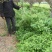 蔷薇花价格，泰安蔷薇花基地，蔷薇花苗批发视频看货