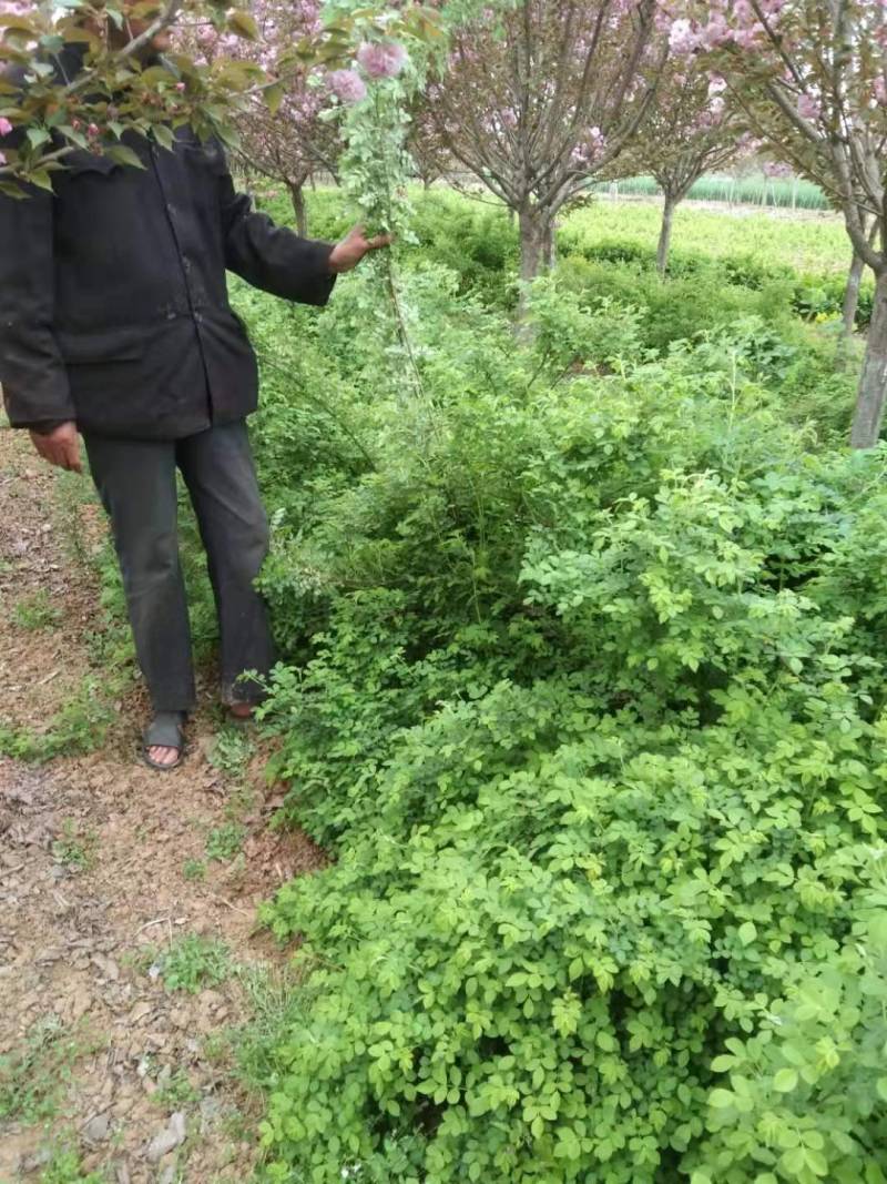 蔷薇花价格，泰安蔷薇花基地，蔷薇花苗批发视频看货