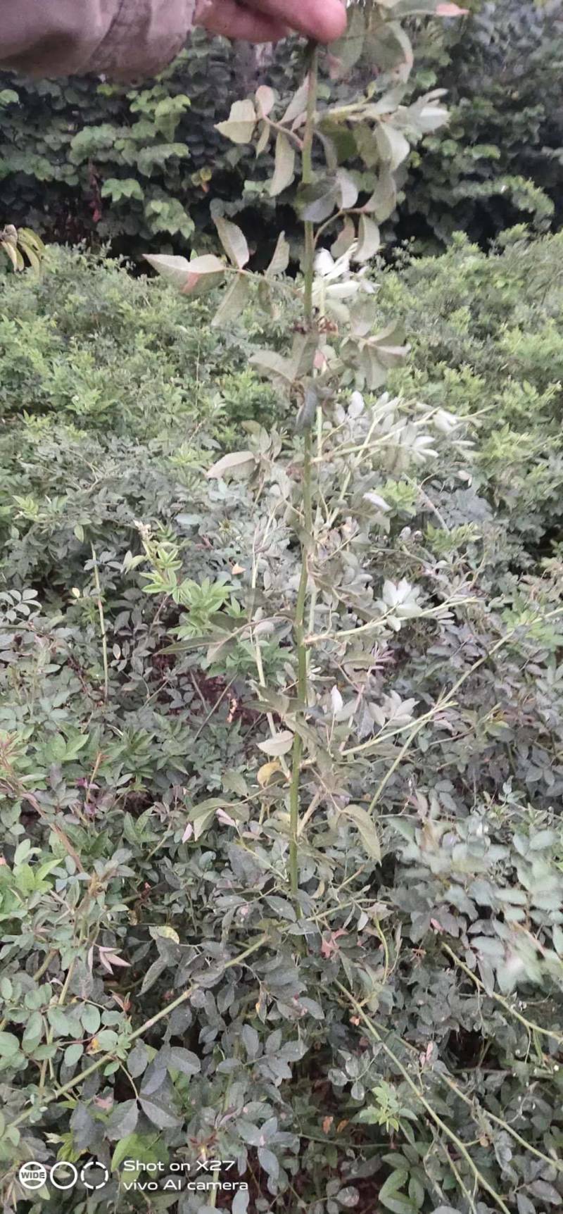 蔷薇花价格，泰安蔷薇花基地，蔷薇花苗批发视频看货