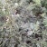 蔷薇花价格，泰安蔷薇花基地，蔷薇花苗批发视频看货
