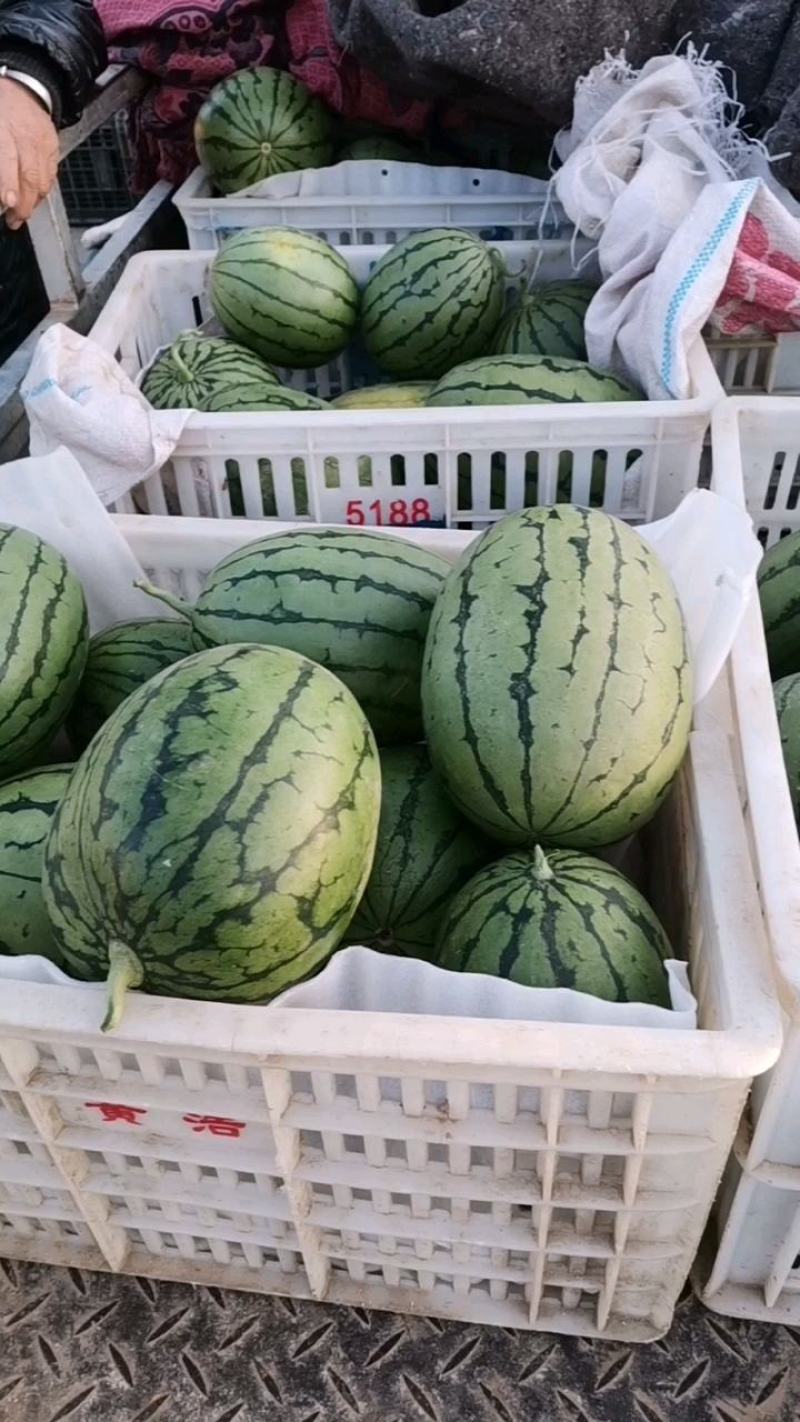 早春红玉2K西瓜，已经进入中期，皮薄瓤色鲜红，包熟包甜全