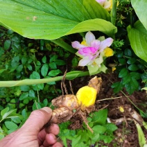 蓬莪茂/蓬药/莪术/广茂/蓬术/青姜/羌七/黑心姜