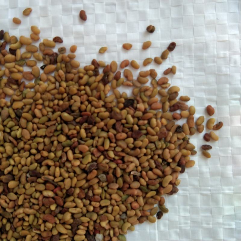 紫花苜蓿种子苜蓿草种子牧草种植简单可在线交易