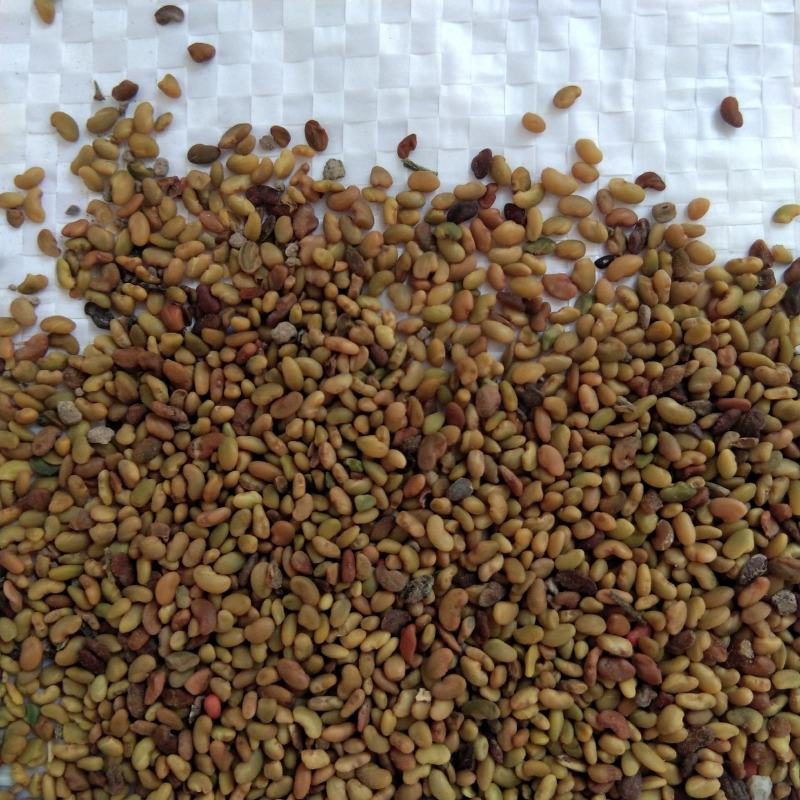紫花苜蓿种子苜蓿草种子牧草种植简单可在线交易