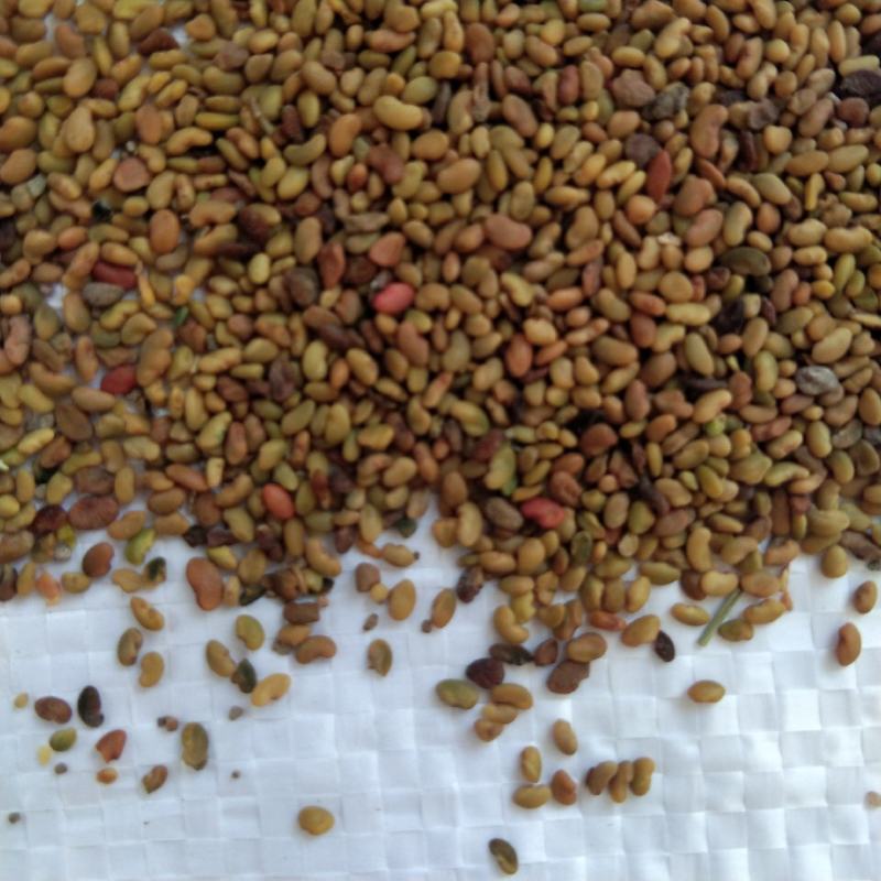 紫花苜蓿种子苜蓿草种子牧草种植简单可在线交易