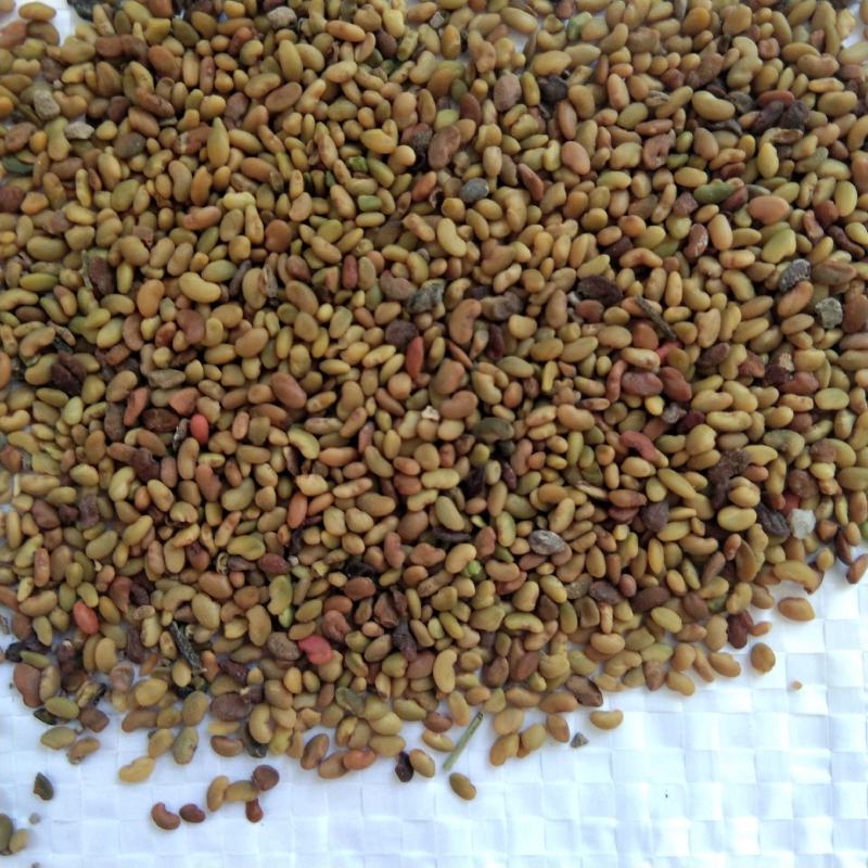 紫花苜蓿种子苜蓿草种子牧草种植简单可在线交易