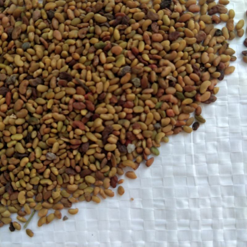 紫花苜蓿种子苜蓿草种子牧草种植简单可在线交易