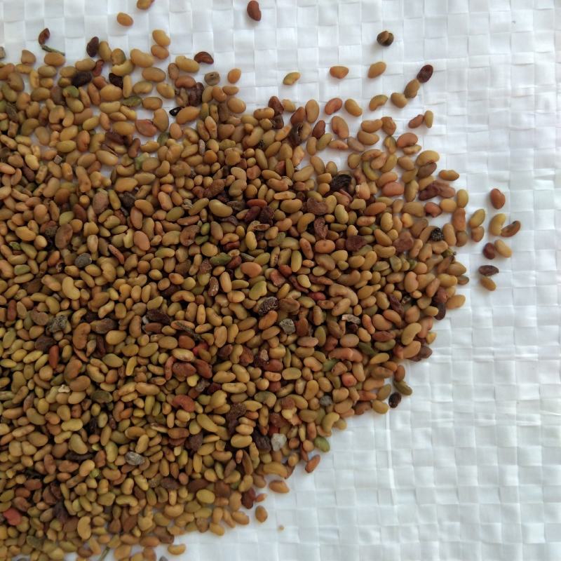 紫花苜蓿种子苜蓿草种子牧草种植简单可在线交易
