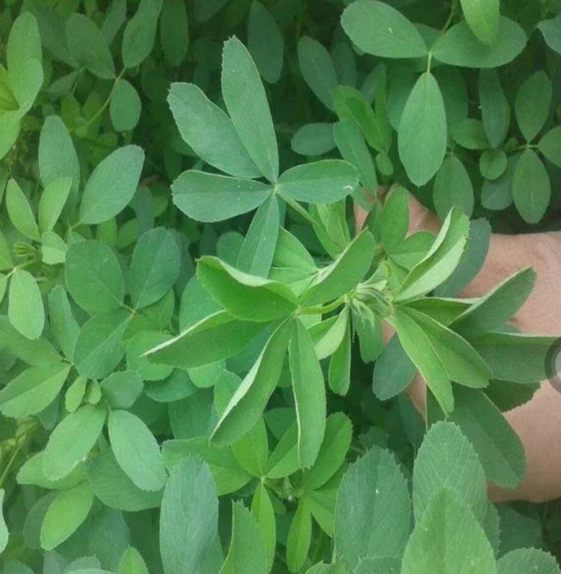 紫花苜蓿种子苜蓿草种子牧草种植简单可在线交易