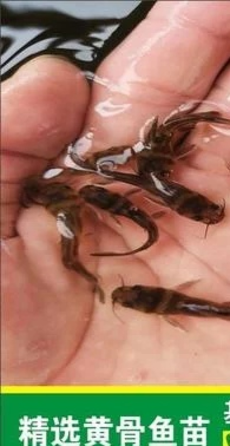 黄骨水花，公司专业人员养殖鱼苗，黄骨鱼苗需要迅速联系。