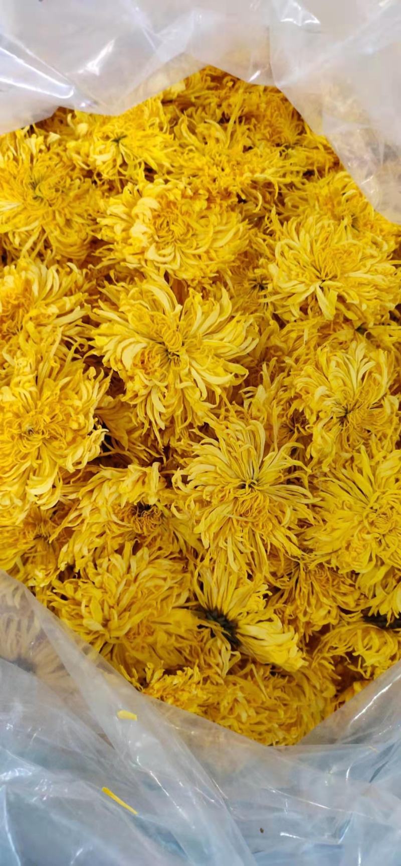 精品金丝皇菊